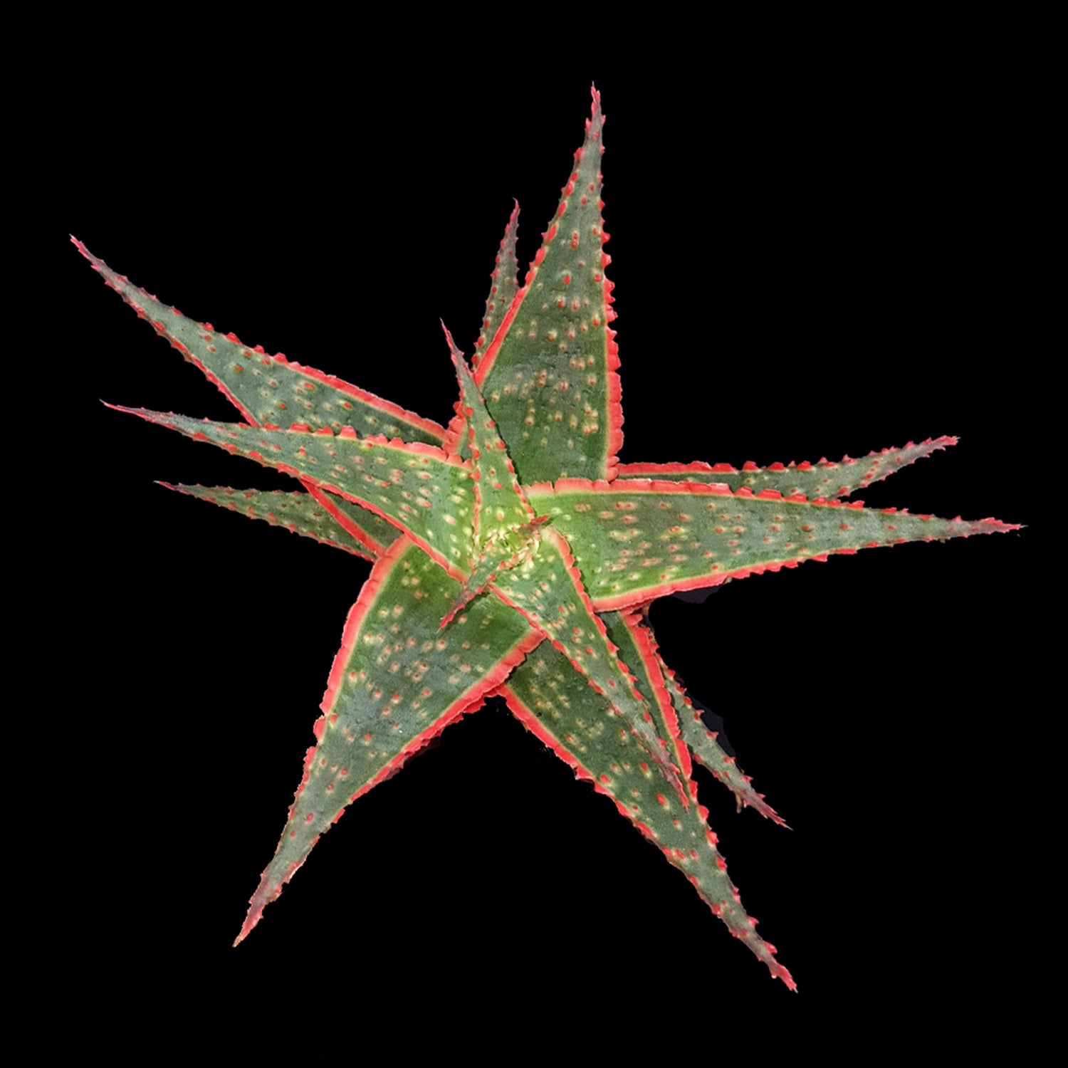 Aloe 'Christmas Carol' – Vivid Succulent with Festive Colours