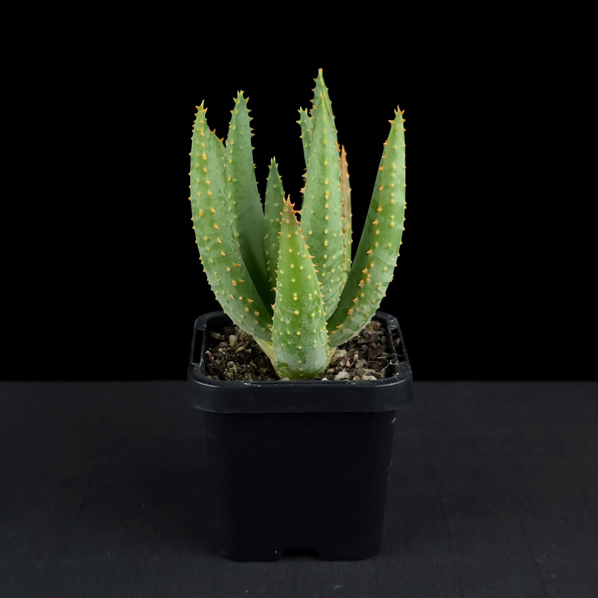 Aloe dichotoma - Quiver Tree