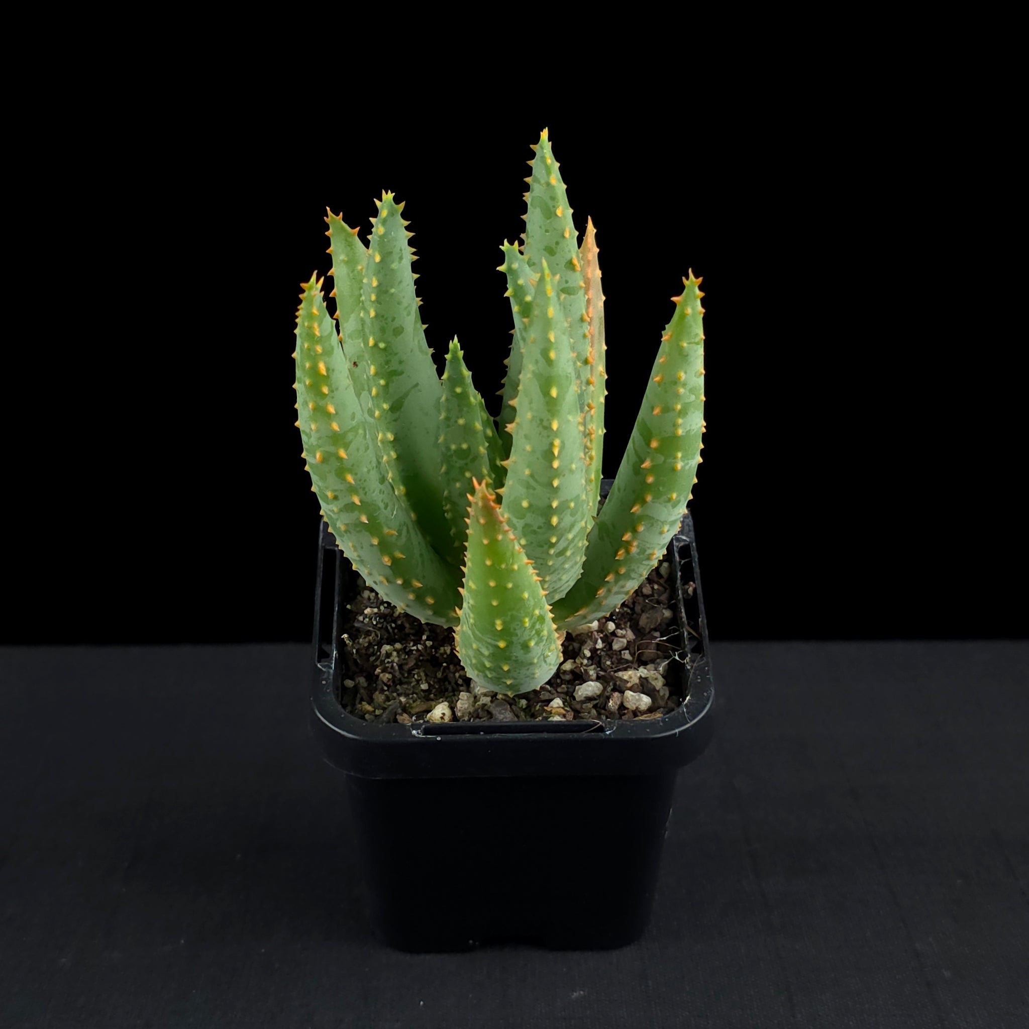 Aloe dichotoma - Quiver Tree