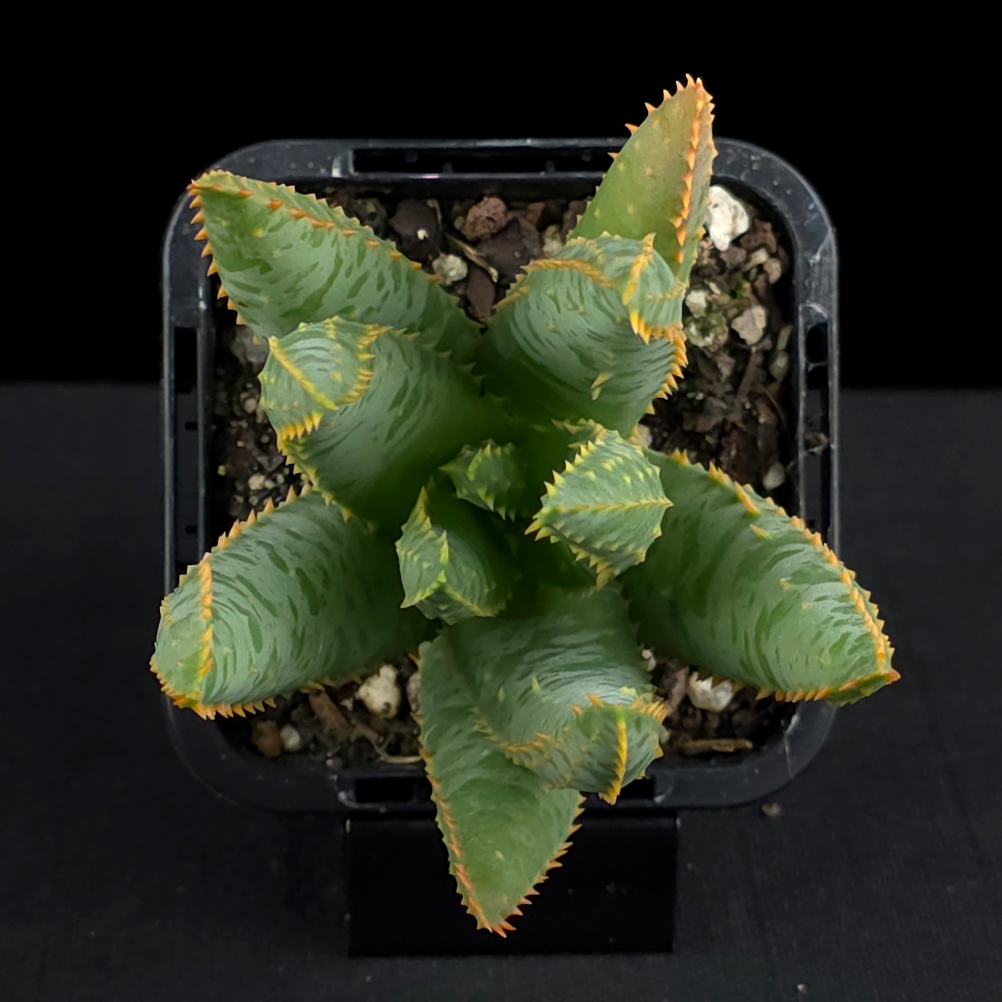 Aloe dichotoma - Quiver Tree