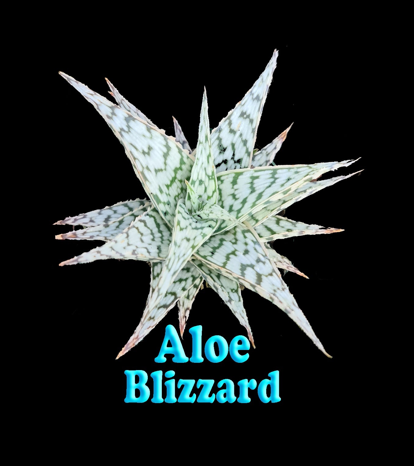 Aloe Blizzard  66mm Pot