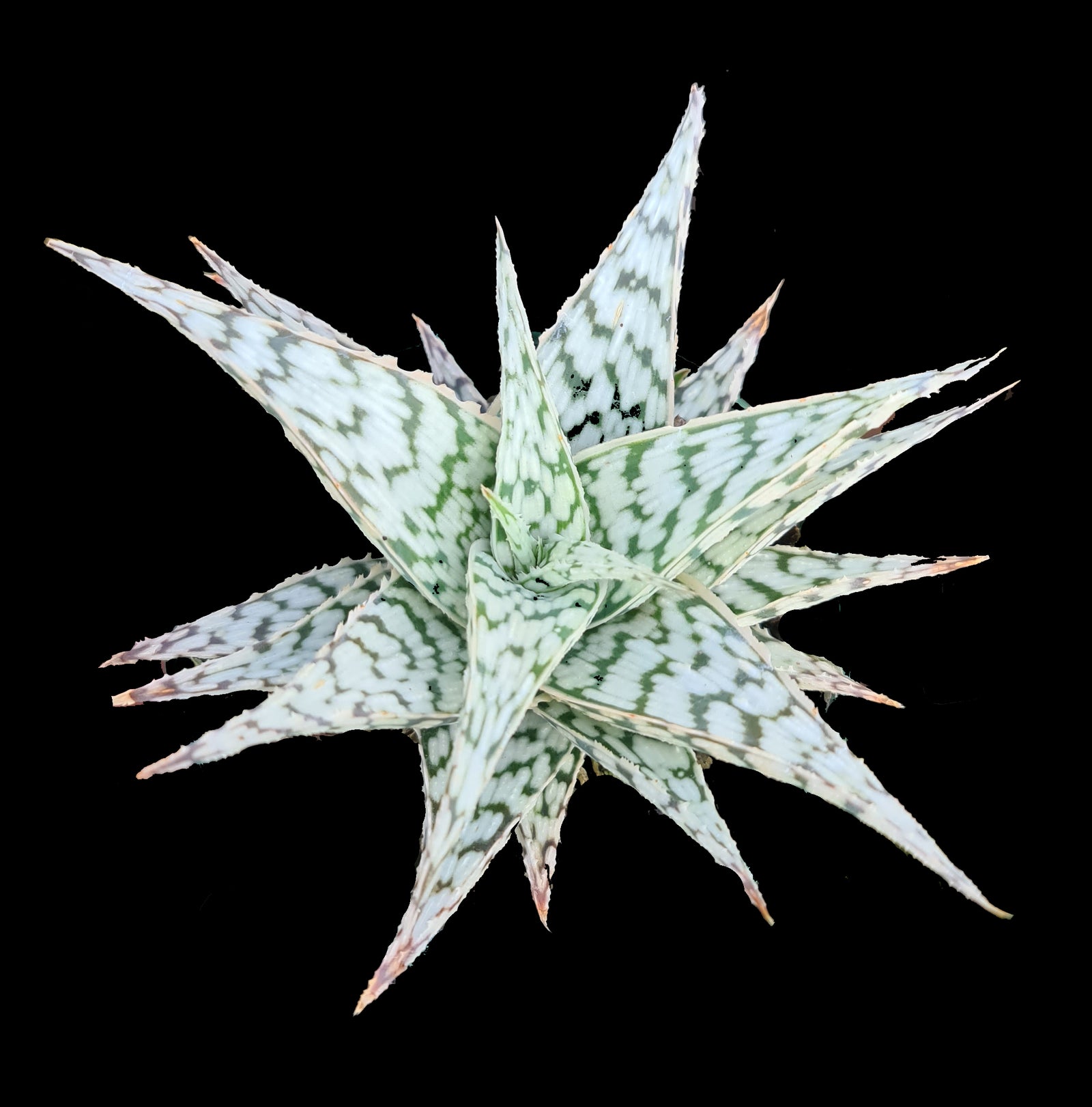 Aloe Blizzard  66mm Pot