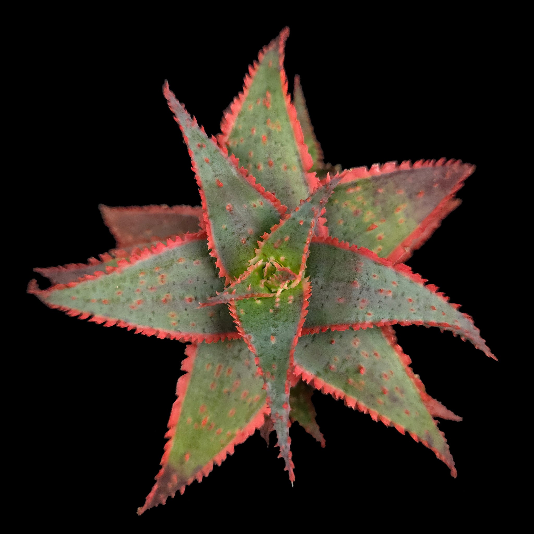 Aloe 'Christmas Carol'