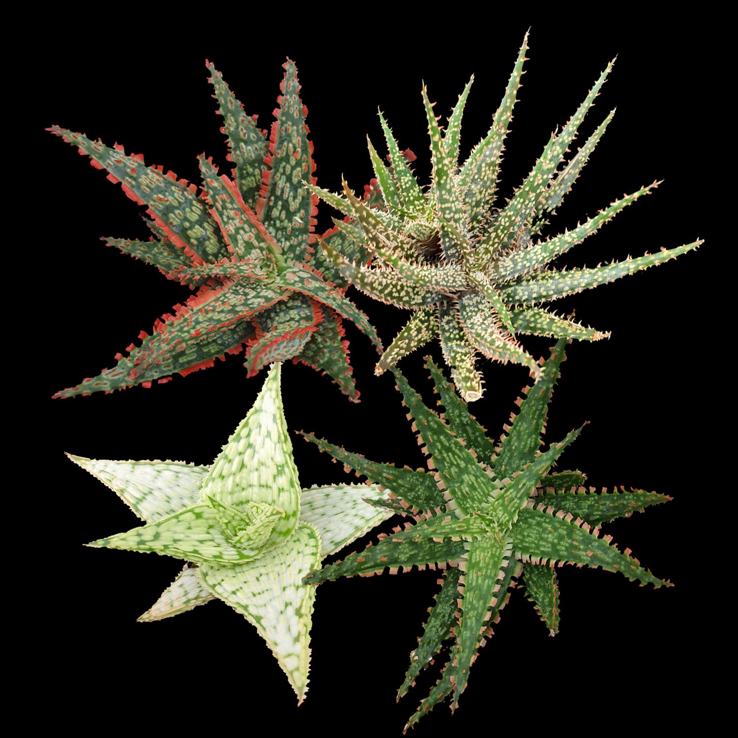 Aloe Hybrids - One Off Specials