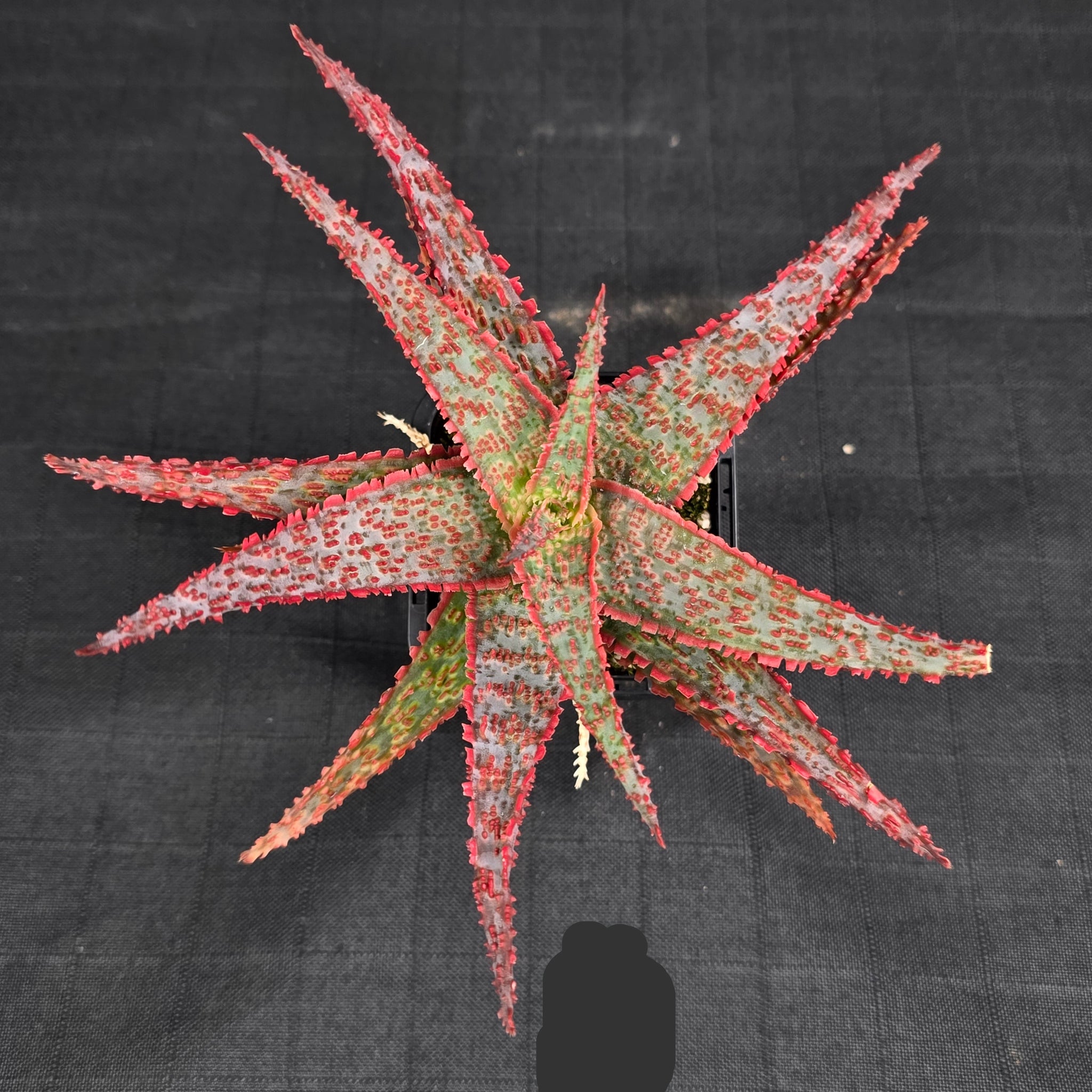 Aloe Hybrids - One Off Specials