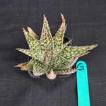 Aloe Hybrids - One Off Specials