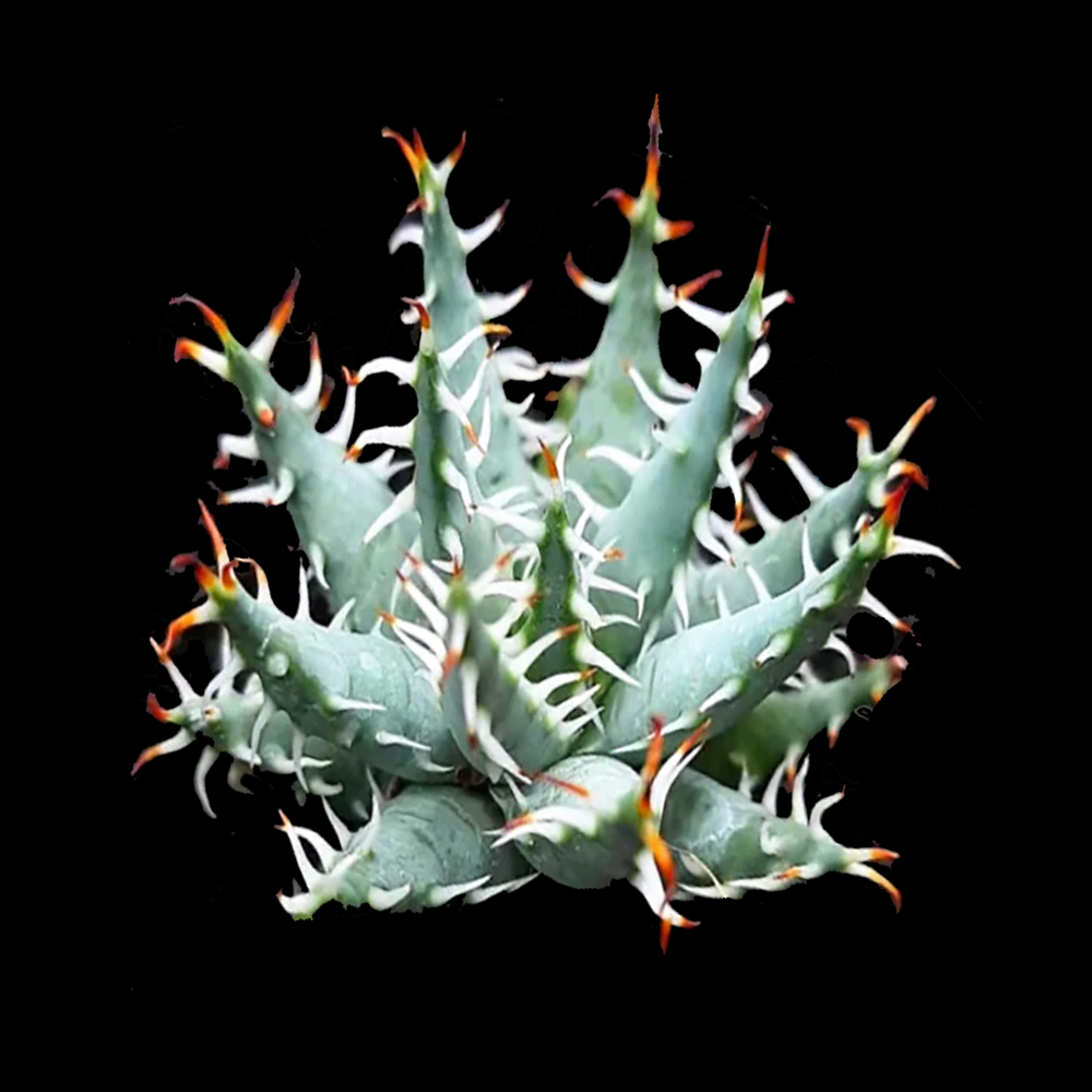 Aloe erinacea