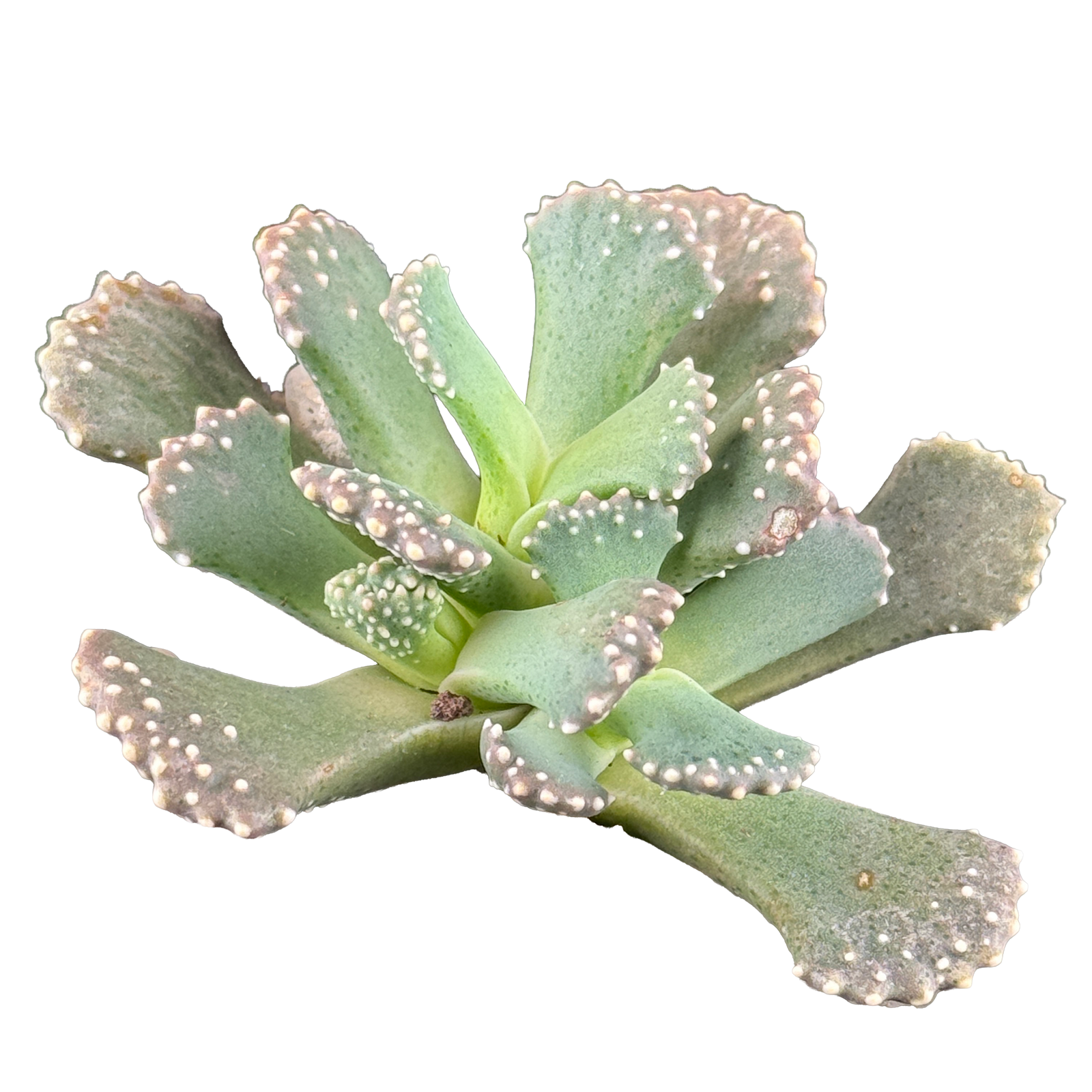 Aloinopsis malherbei
