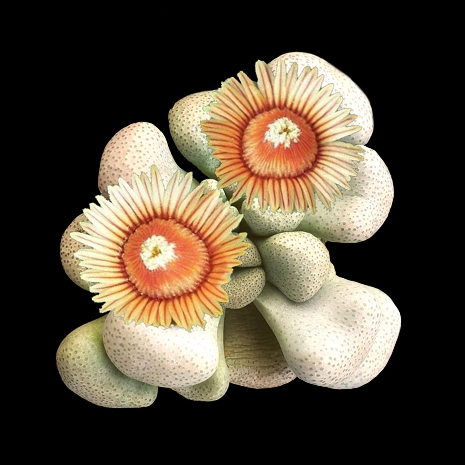 Aloinopsis schooneesii