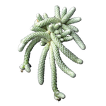 Avonia papyracea (syn. Anacampseros)