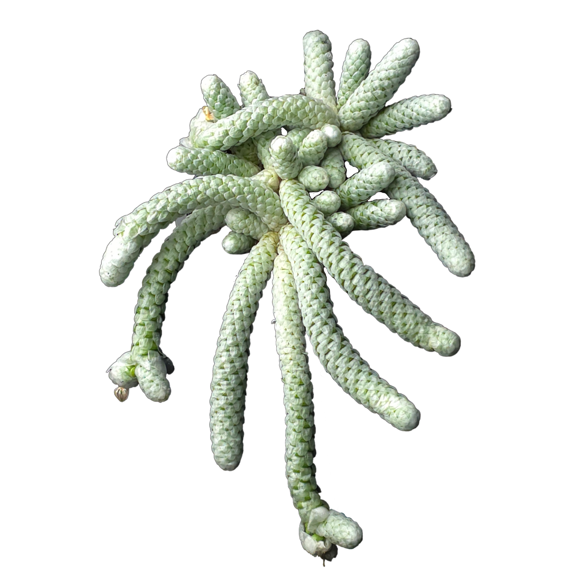 Avonia papyracea (syn. Anacampseros)