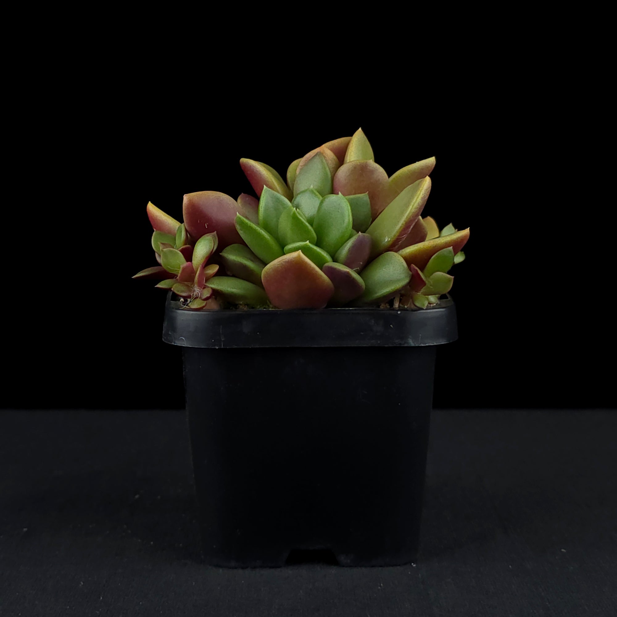 Anacampseros rufescens