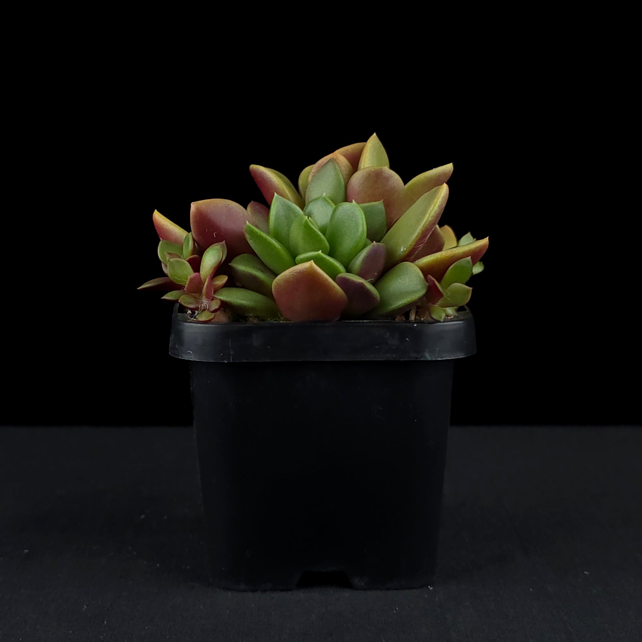 Anacampseros rufescens