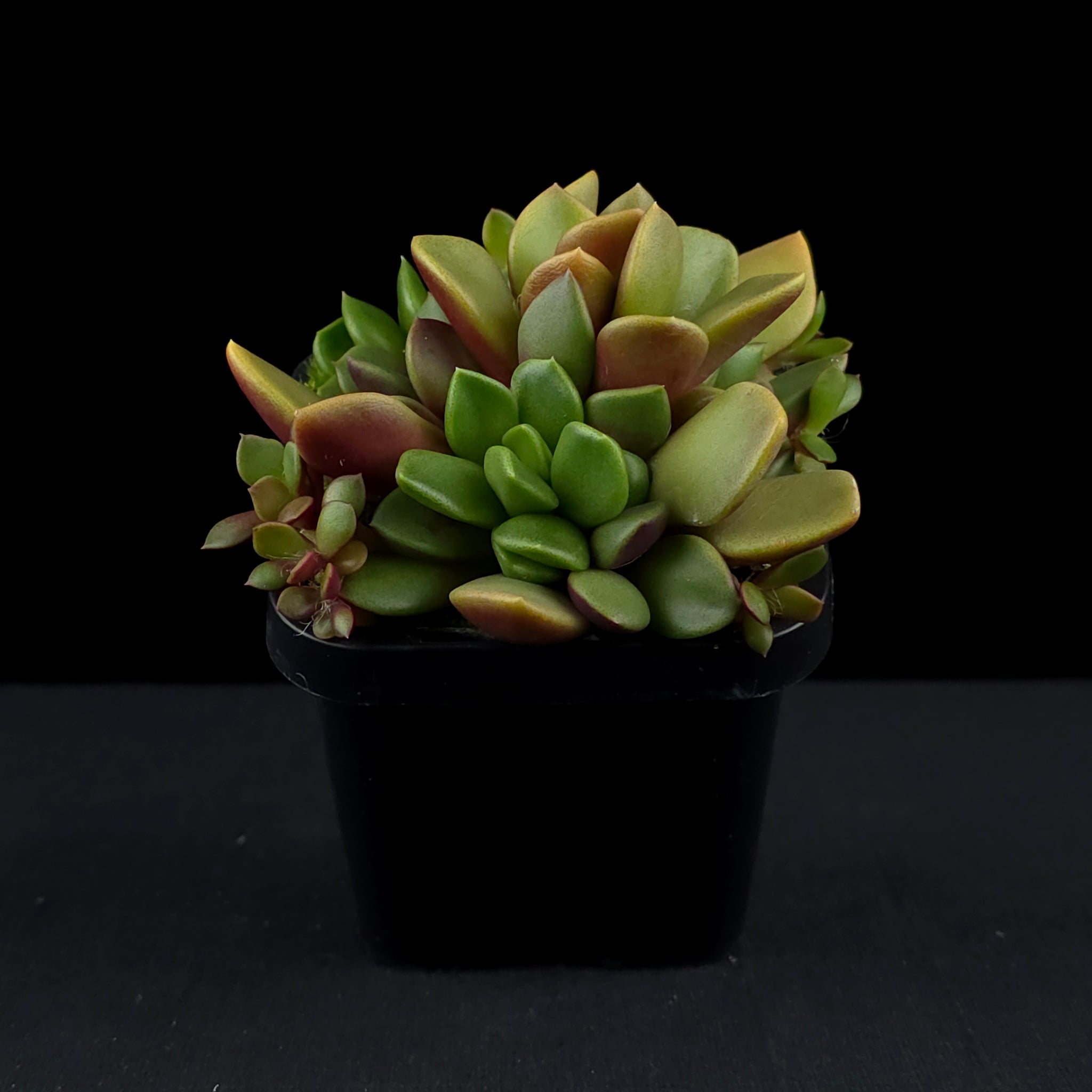 Anacampseros rufescens