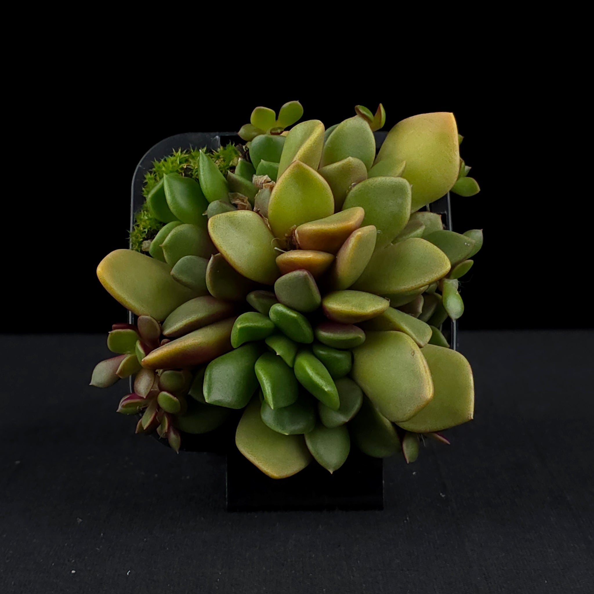 Anacampseros rufescens