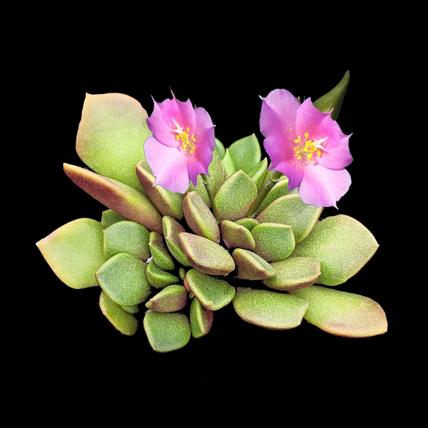 Anacampseros rufescens