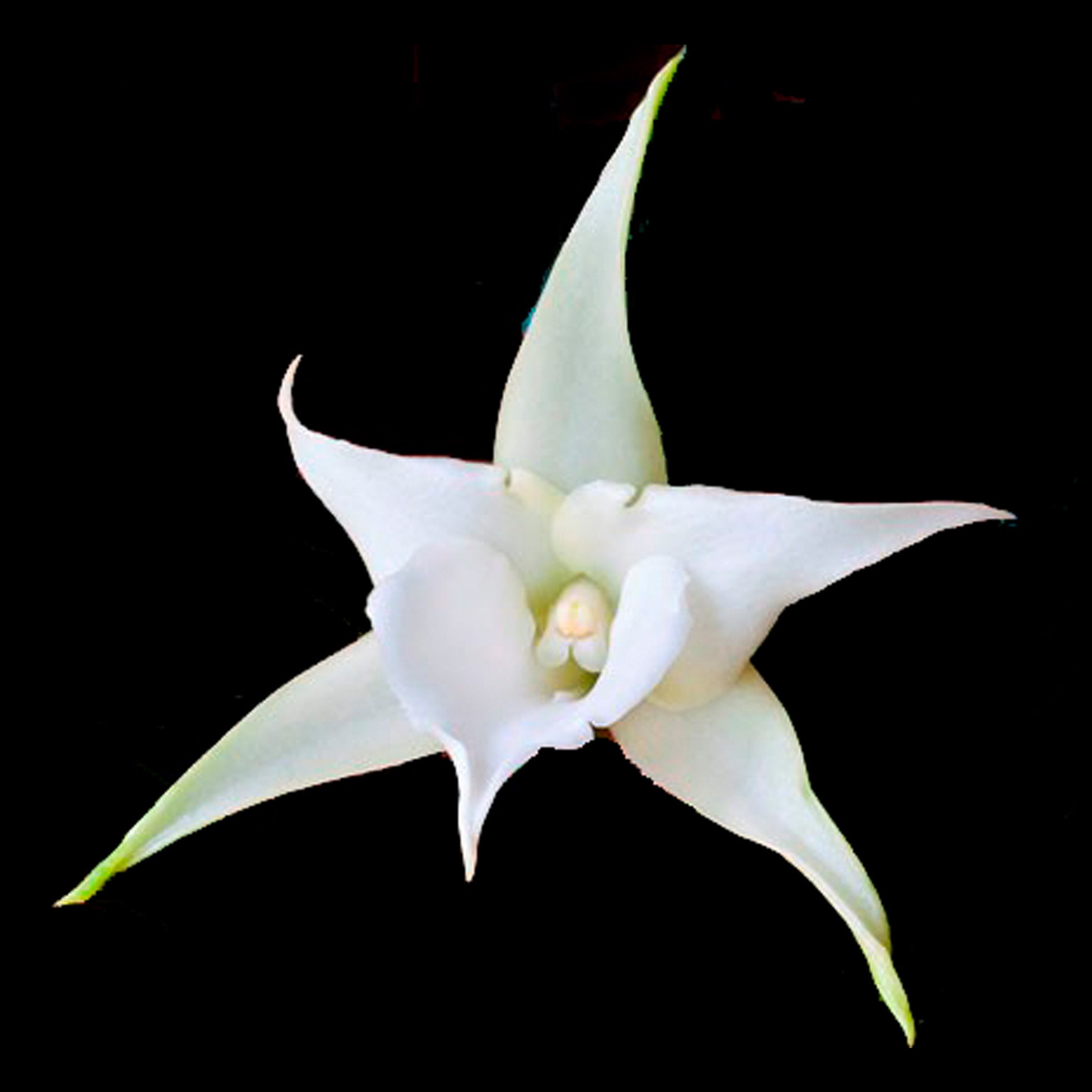 Angraecum Lemforde White Beauty AM/AOS