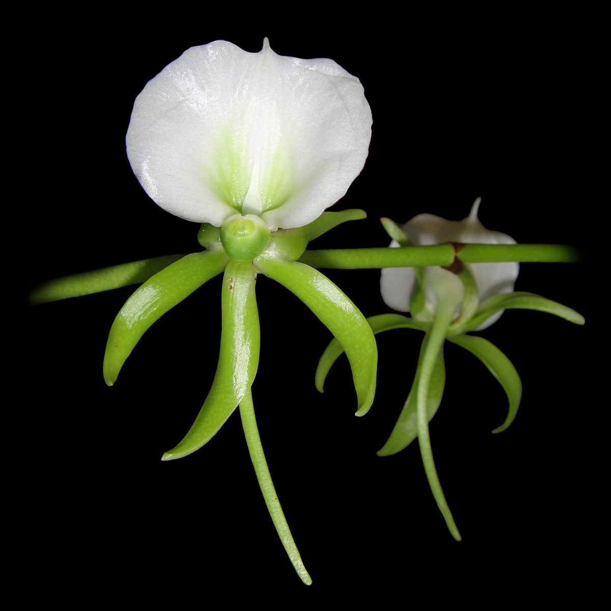 Angraecum eburneum