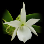 Angraecum leonis - The Comet Orchid