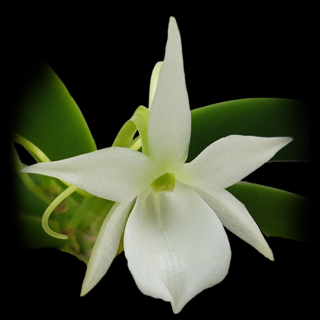 Angraecum leonis - The Comet Orchid