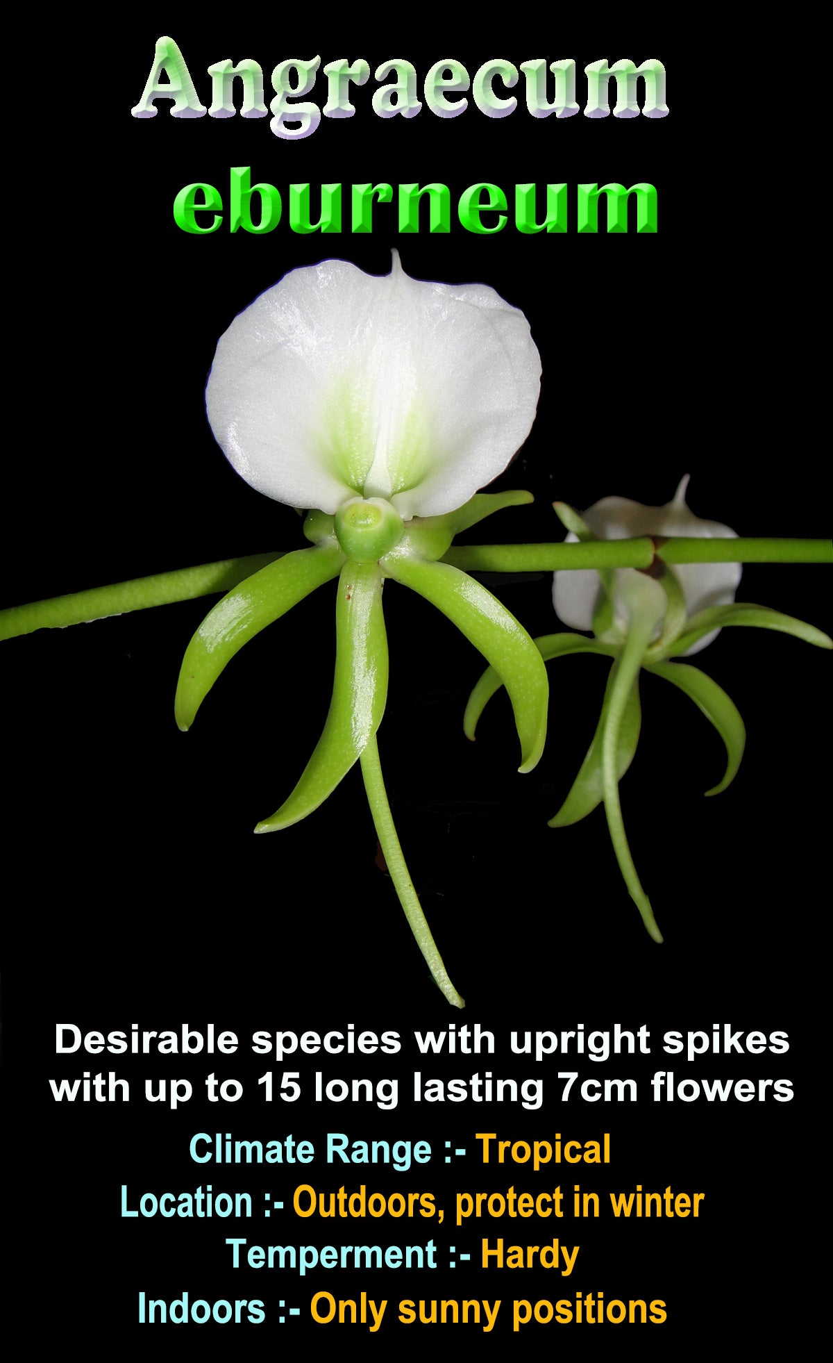 Angraecum eburneum - The Comet Orchid