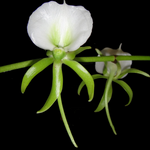 Angraecum eburneum - The Comet Orchid