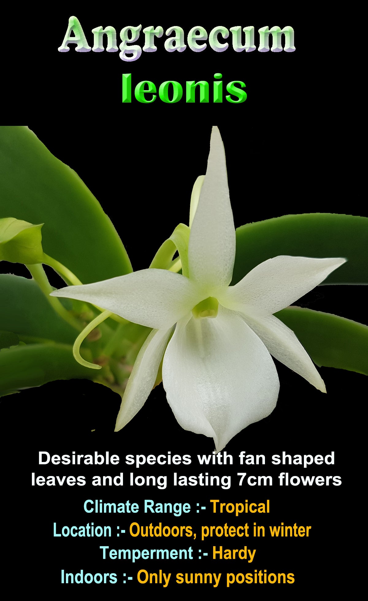 Angraecum leonis - The Comet Orchid