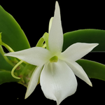 Angraecum leonis - The Comet Orchid