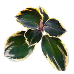 Anoectochilus 'Black Swan' variegated