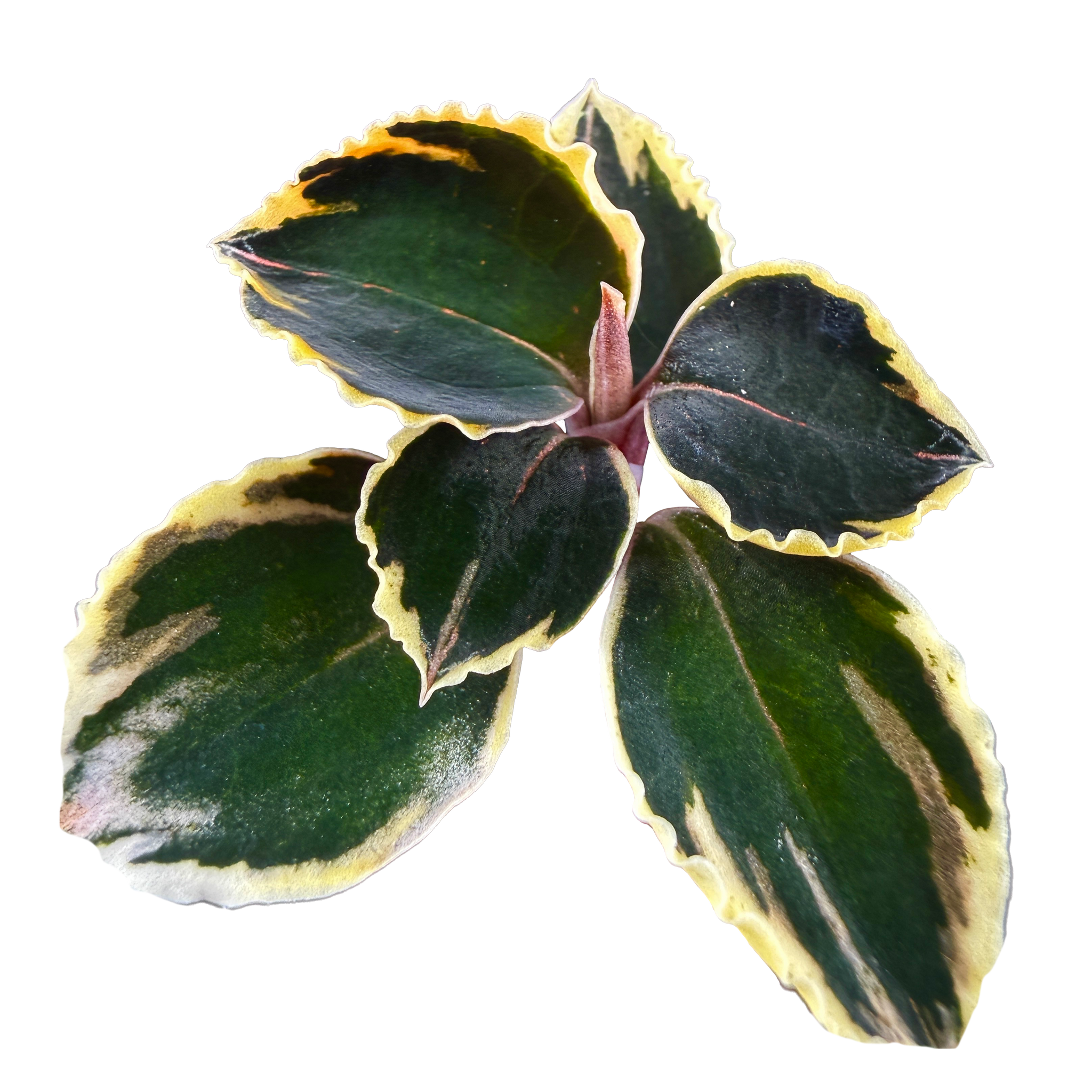 Anoectochilus 'Black Swan' variegated