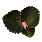 Anoectochilus 'Black Swan'