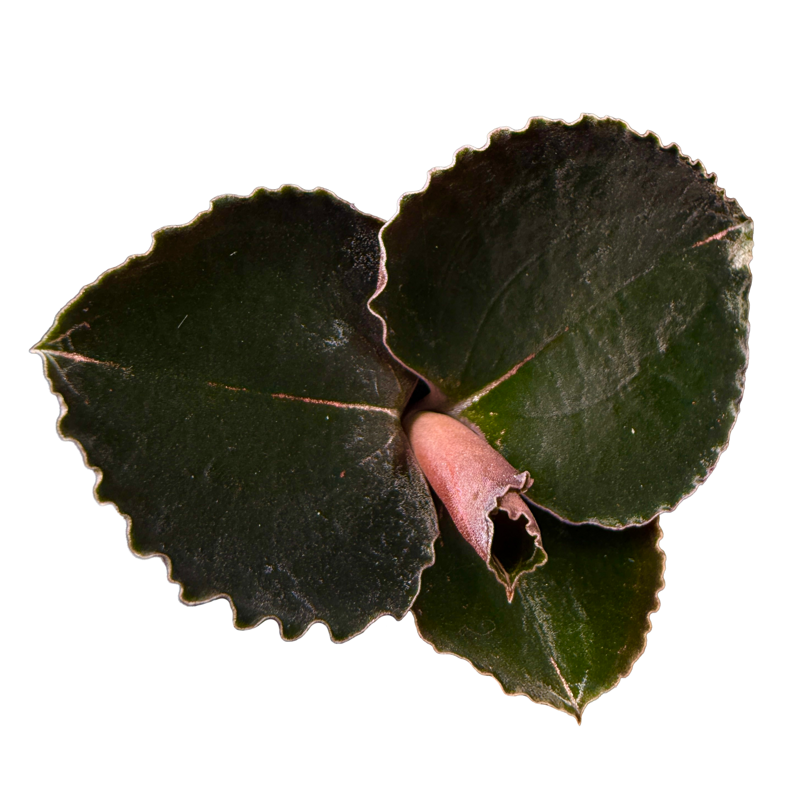 Anoectochilus 'Black Swan'