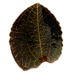 Anoectochilus 'Coarse Rod'