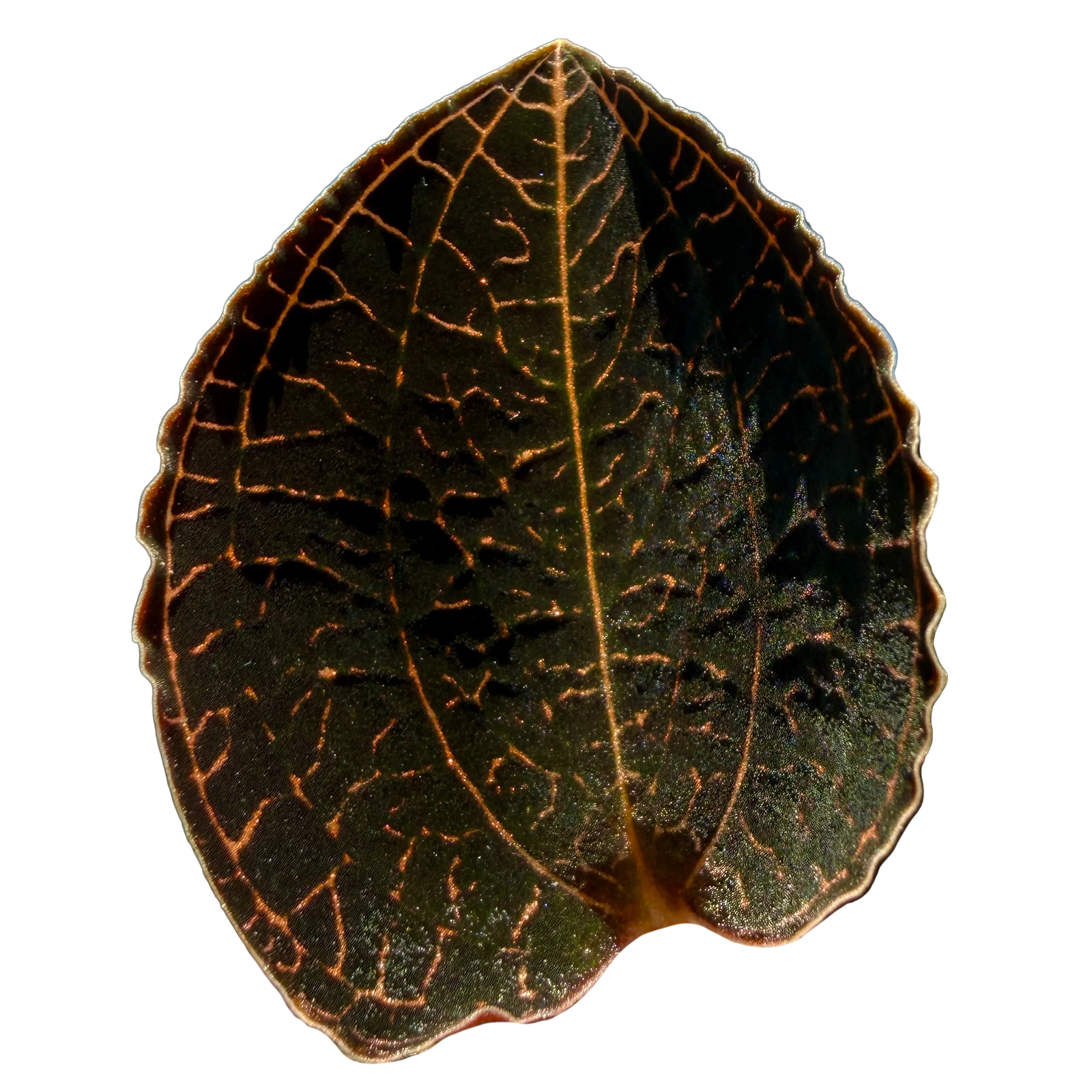 Anoectochilus 'Coarse Rod'