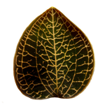 Anoectochilus 'Leaf Tip #49'