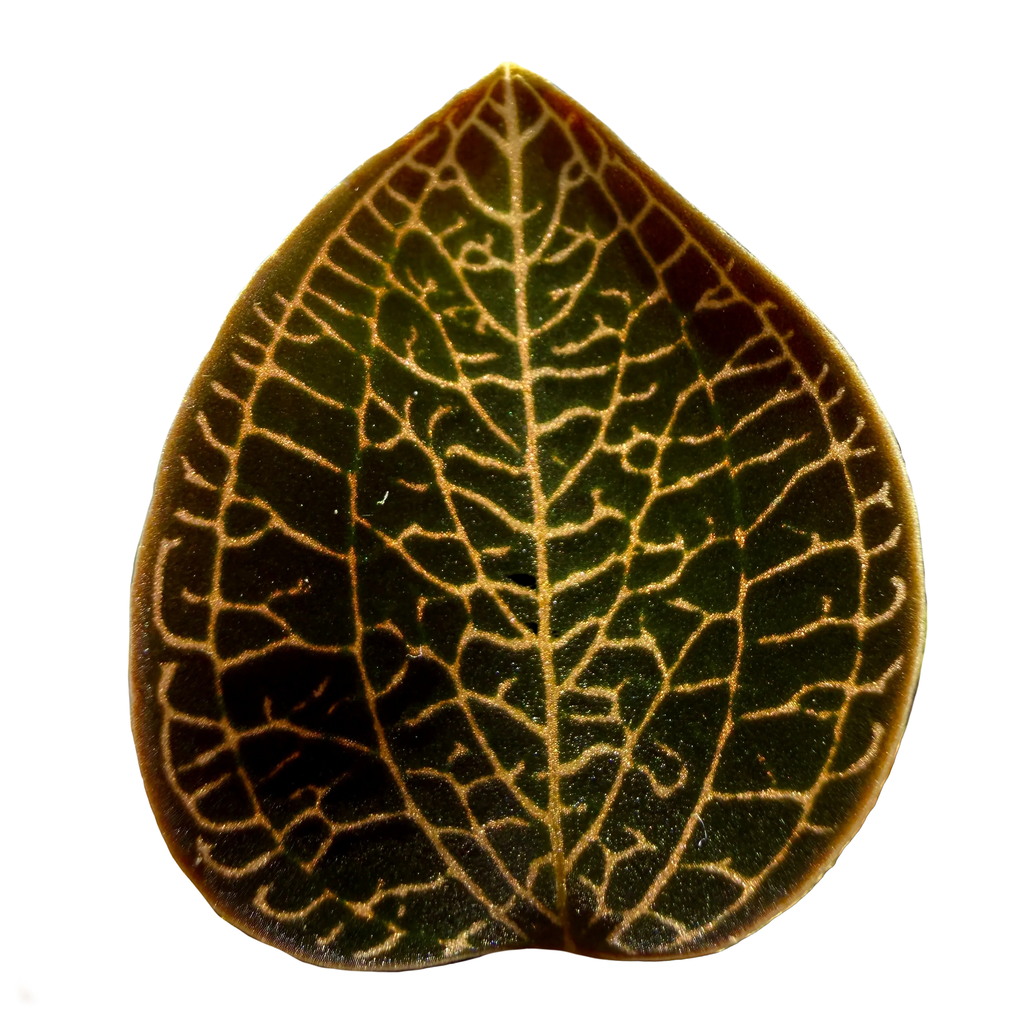 Anoectochilus 'Leaf Tip #49'