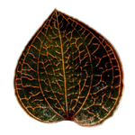 Anoectochilus 'Red Clouds'