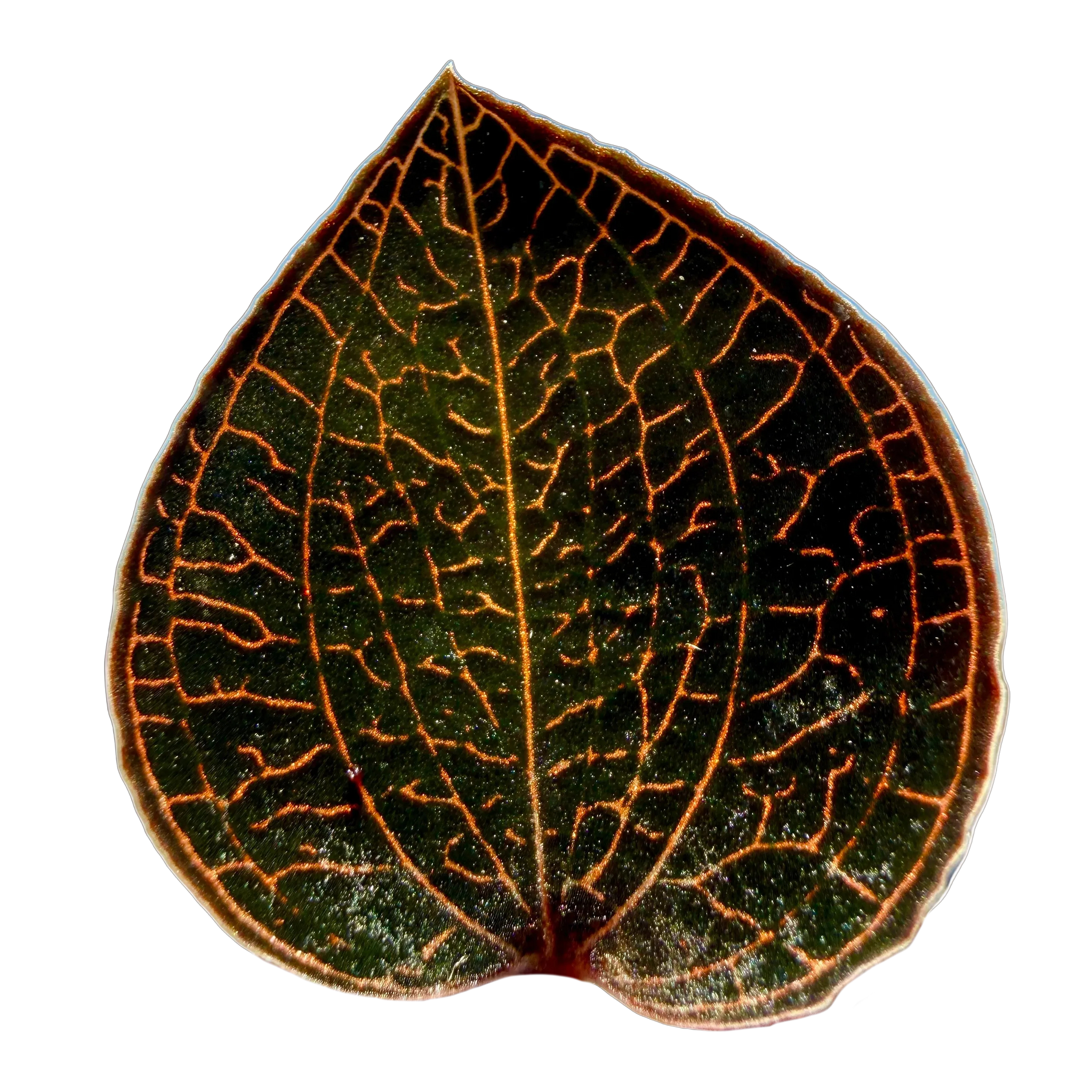 Anoectochilus 'Red Clouds'