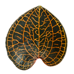 Anoectochilus 'Red Stem'