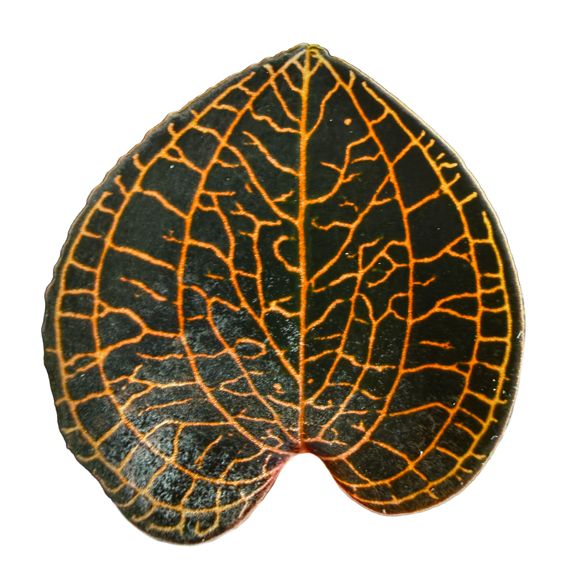 Anoectochilus 'Red Stem'