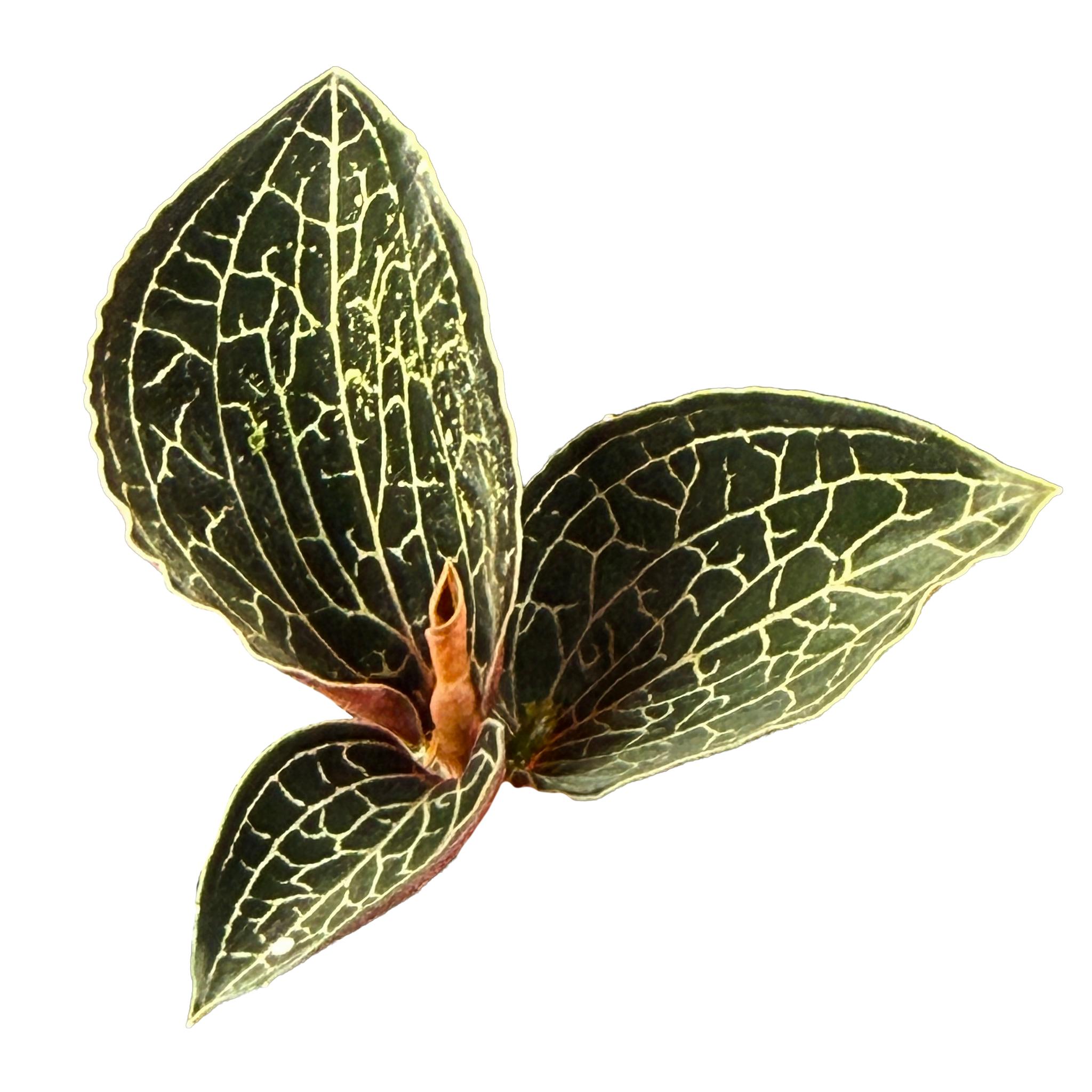 Anoectochilus 'Silver Silk'