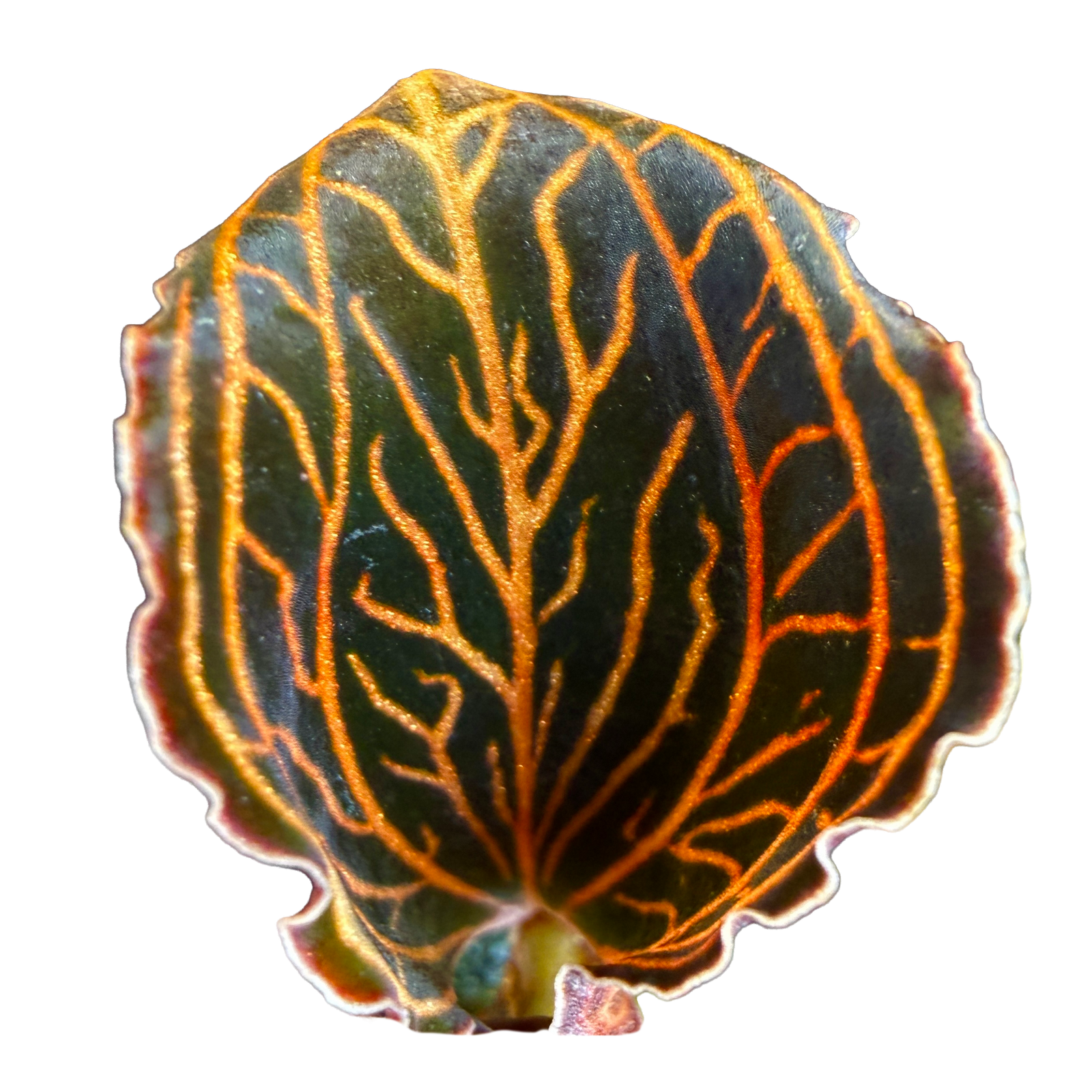 Anoectochilus albolineatus 'Lady's Best Friend'