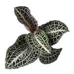 Anoectochilus hybrid 'Emerald Gold'