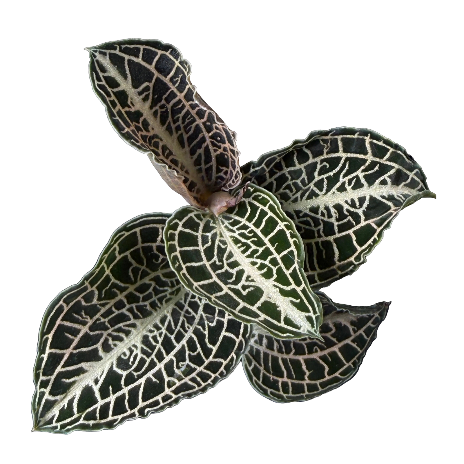 Anoectochilus hybrid 'Emerald Gold'