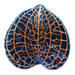 Anoectochilus hybrid 'Rose Gold'