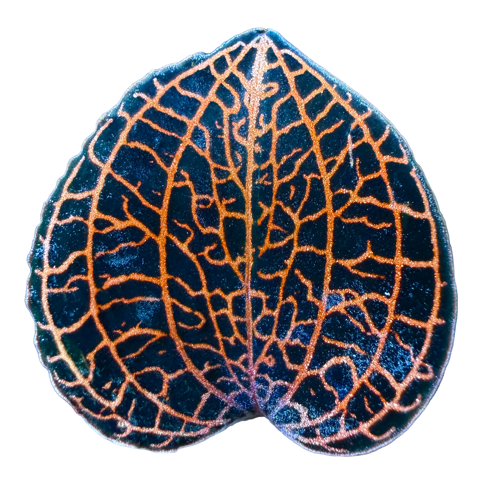 Anoectochilus hybrid 'Rose Gold'