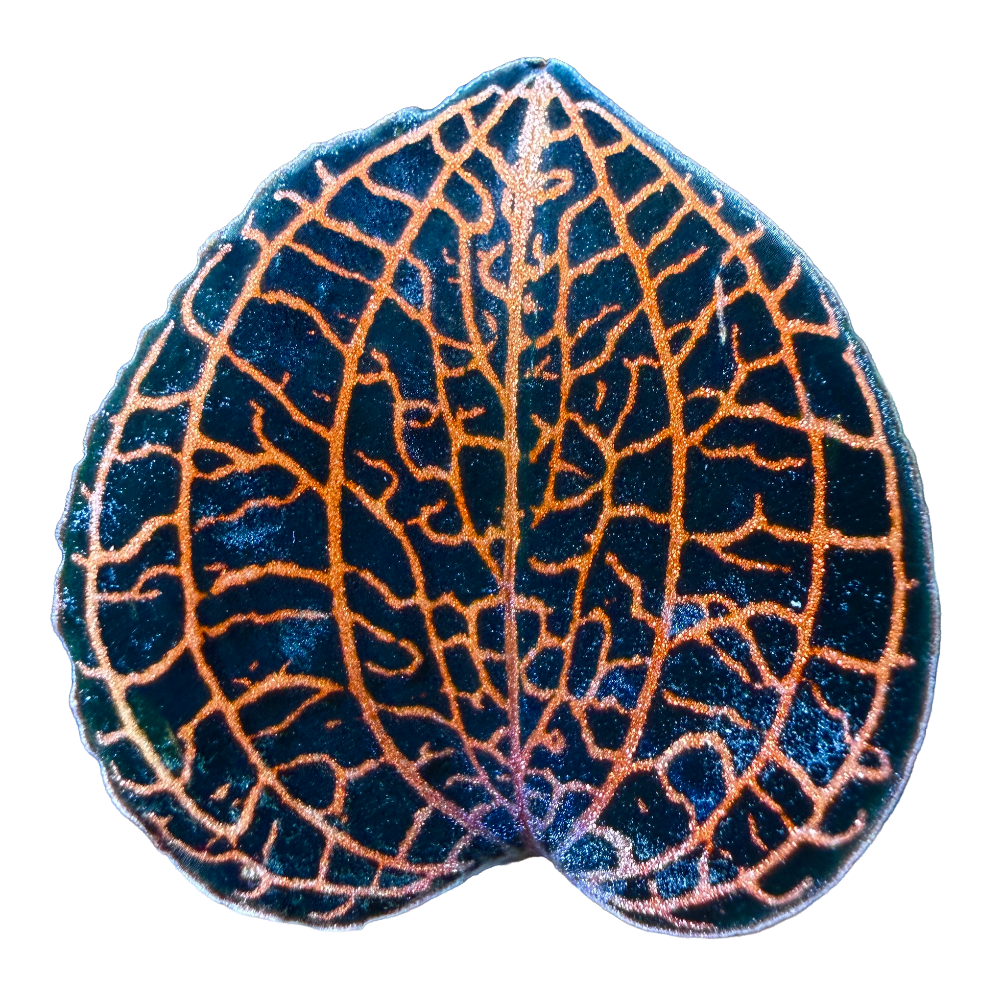 Anoectochilus hybrid 'Rose Gold'