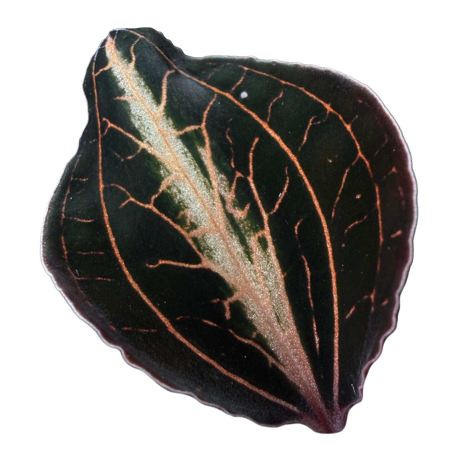 Anoectochilus lylei 'Brown'