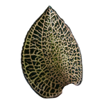 Anoectochilus roxburghii 'Gold Bar'