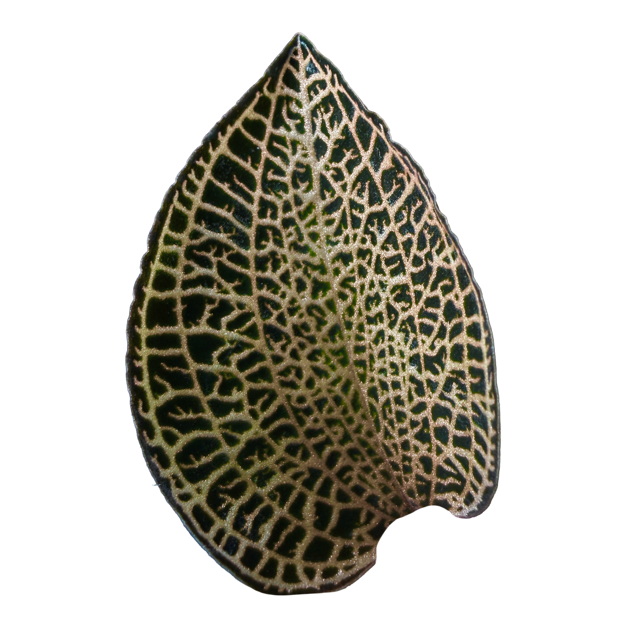 Anoectochilus roxburghii 'Gold Bar'